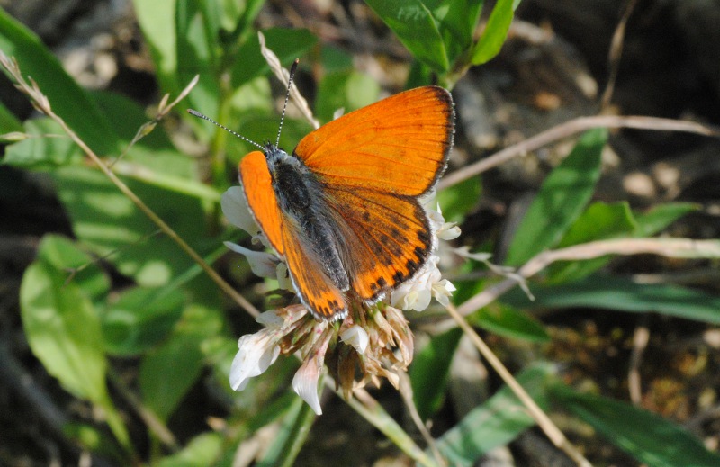 Id. - Lycaena ?